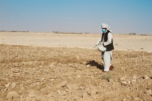Sowing wheat in Afghanistan.