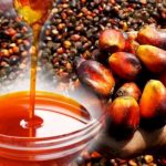 oil palm processing