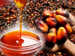 oil palm processing