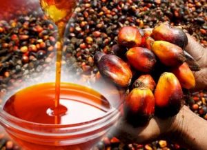 oil palm processing