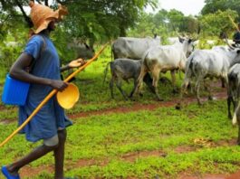 nomadic herdsmen