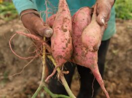 potatoes