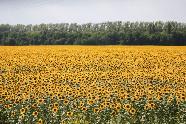 A sunflower field.