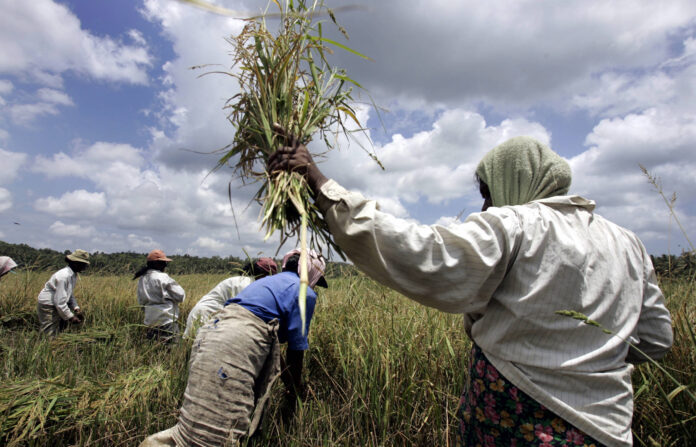 Farmers working in a rice field in Kudewella, Sri Lanka.