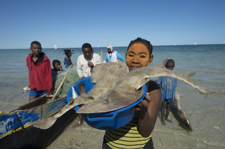 Fisheries and aquaculture play an increasingly important role in providing food, nutrition and jobs across the world