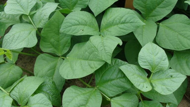 Cowpea Leaves