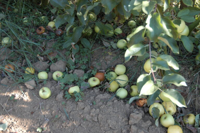 Fallen apples rotting on the ground