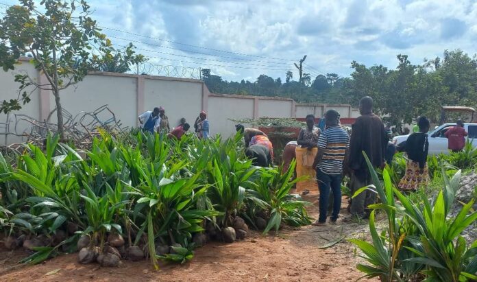 Pictures show coconut seedlings and Mr. Oppong doing symbolic presentation to a farmer