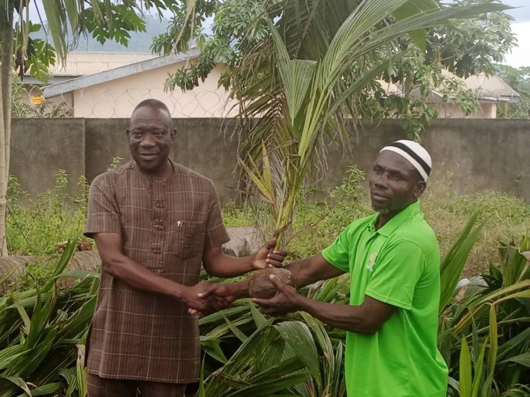 Social Coconut Seedlings