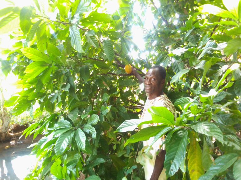 Man grows cocoa in Nabdam despite unfavorable dry weather conditions