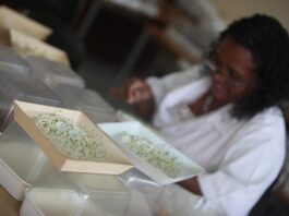 A combination of science, technology and innovation interventions are needed ©FAO/Paballo Thekiso
