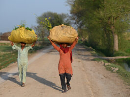 More than 80 percent of the world’s smallholders and family farmers live off the land in the Asia-Pacific region