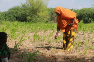 A farmer plants seeds on her farm at Dharkeenley village, Somalia.
