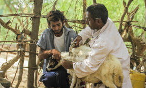 FAO livestock vaccination campaign in Yemen.  ©FAO/Abdulhakim