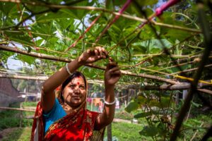 A woman in Bangladesh uses yield-boosting farm management skills.