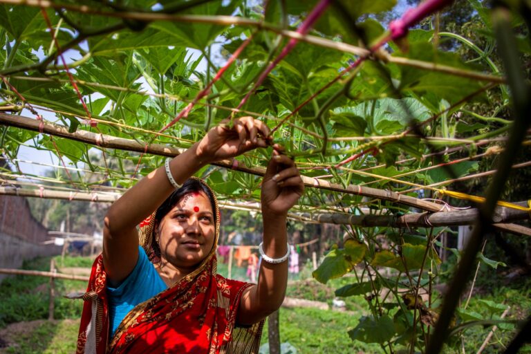 A woman in Bangladesh uses yield-boosting farm management skills.