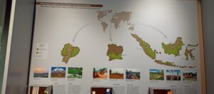 Cocoa Producing countries