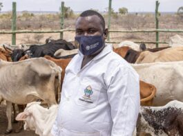 Animal vaccination campaign in Kenya