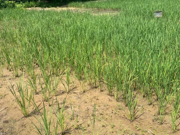 ksi Science Rice Release 1