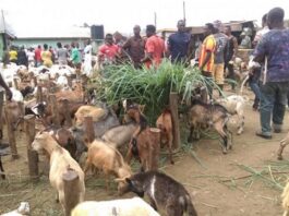 Livestock