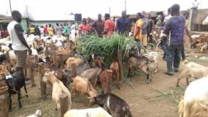 Livestock