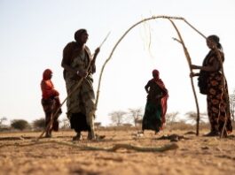 Somali, Ethiopia. IDPs from the drought affected areas are seen building temporary houses in Kebrieyah Wereda. ©FAO/Michael Tewelde