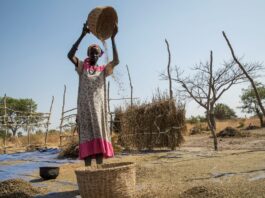 A woman winnowing her grain in Aweil, South Sudan. ©FAO/Mayak Akuot