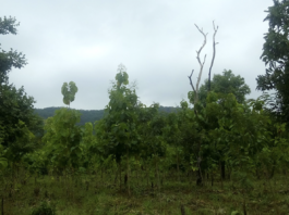 Environment Forest Project nvnv