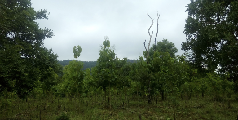 Environment Forest Project nvnv