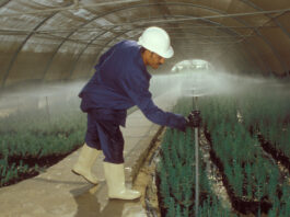 Nursery worker adjusting sprinkler irrigation system in a greenhouse of cypress seedlings, Egypt. ©FAO/Rosetta Messori ©FAO/Rosetta Messori