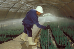 Nursery worker adjusting sprinkler irrigation system in a greenhouse of cypress seedlings, Egypt.©FAO/Rosetta Messori
©FAO/Rosetta Messori