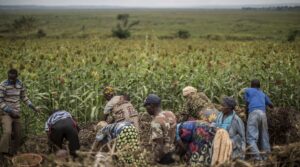 Applying manure to a maize field in Rwanda.©FAO/Marco Longari