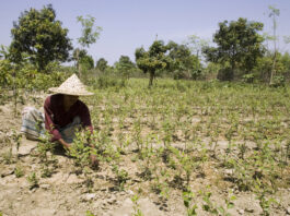FAO focused on transforming agrifood systems through innovative solutions for climate change mitigation. ©FAO/Giulio Napolitano