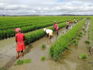 Growing rice in Madagascar.©FAO/Fanilo Randriatsizafy