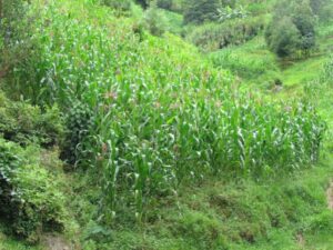 Activists say governments should be urgedto put agriculture onto the negotiating table at COP27 especially to diverse,resilient agroecological farming are crucial for farmers which will enablefarmers to adapt to climate chaos. Credit: Aimable Twahirwa/IPS