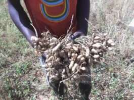 Science Groundnut Farming