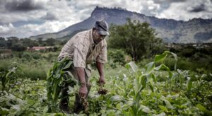 A farmer in Kenya who is part of the FAO Conservation Agriculture Program, tending to his field.©FAO/Luis Tato