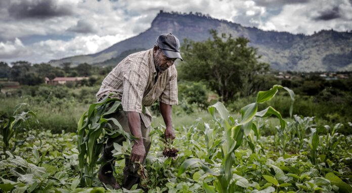 A farmer in Kenya who is part of the FAO Conservation Agriculture Program, tending to his field. ©FAO/Luis Tato