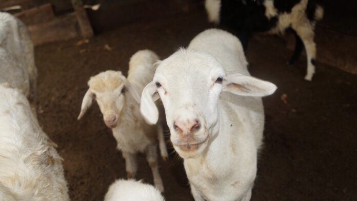 sheep
