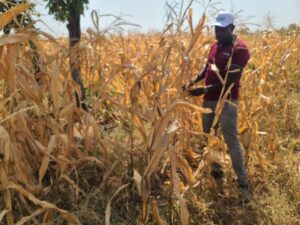 Mr Doho at his farm in Duu and some of the crops