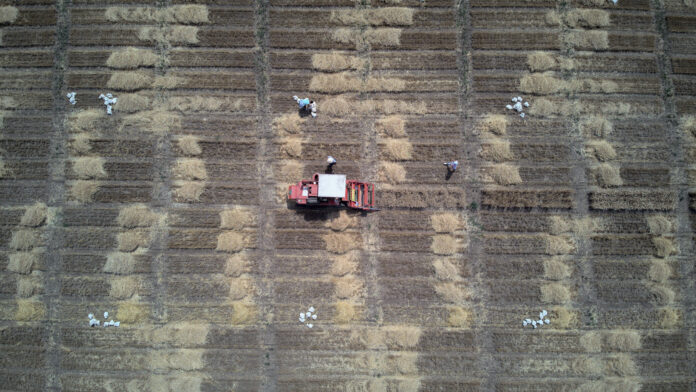 Wheat fields in Serbia ©FAO/Victor Sokolowicz
