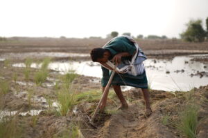 A sorghum and sugarcane farmer working in the fields in Al-Muhwasah village in Abyan governorate, Yemen.©FAO/Mahmood Mohammed