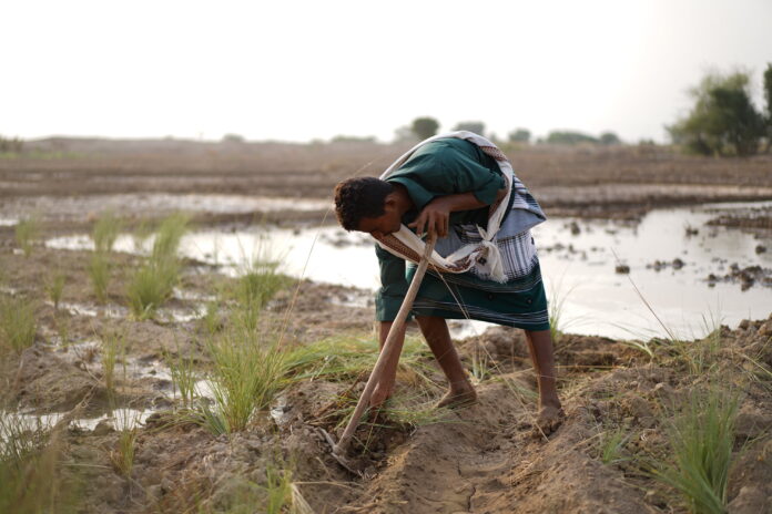 A sorghum and sugarcane farmer working in the fields in Al-Muhwasah village in Abyan governorate, Yemen. ©FAO/Mahmood Mohammed
