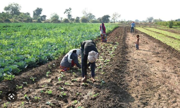 Ho Science Farmers’ Kadjebi