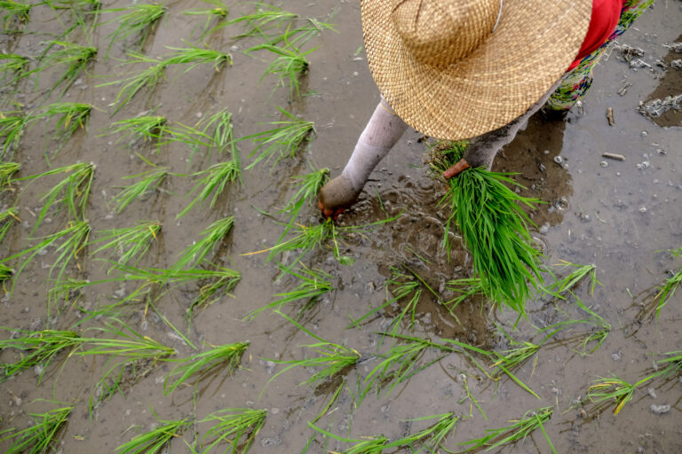 Planting rice in the Philippines. ©FAO/Veejay Villafranca