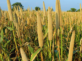 millet