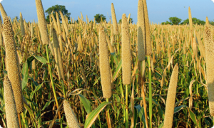 millet