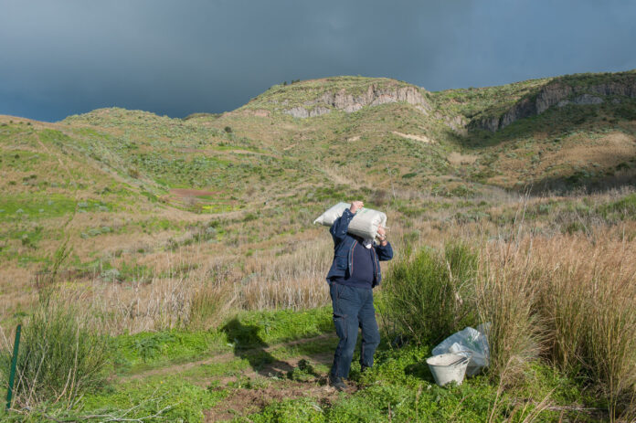 A farmer in Sicily carrying wheat seeds. ©© FAO/Giorgio Cosulich