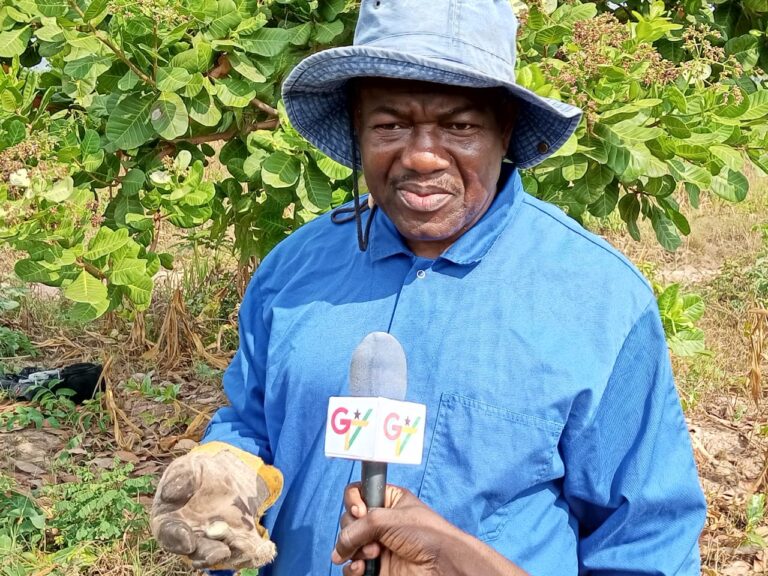 TESYD Farms Limited promotes commercial viability of cashew in Volta region