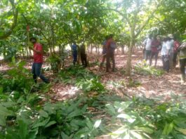 Social Cocoa Farmers